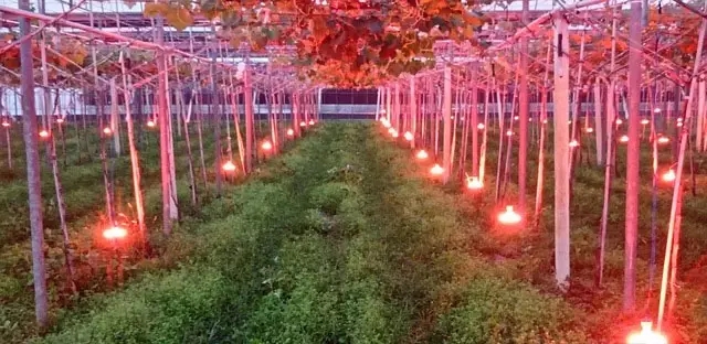 大棚种植葡萄照明